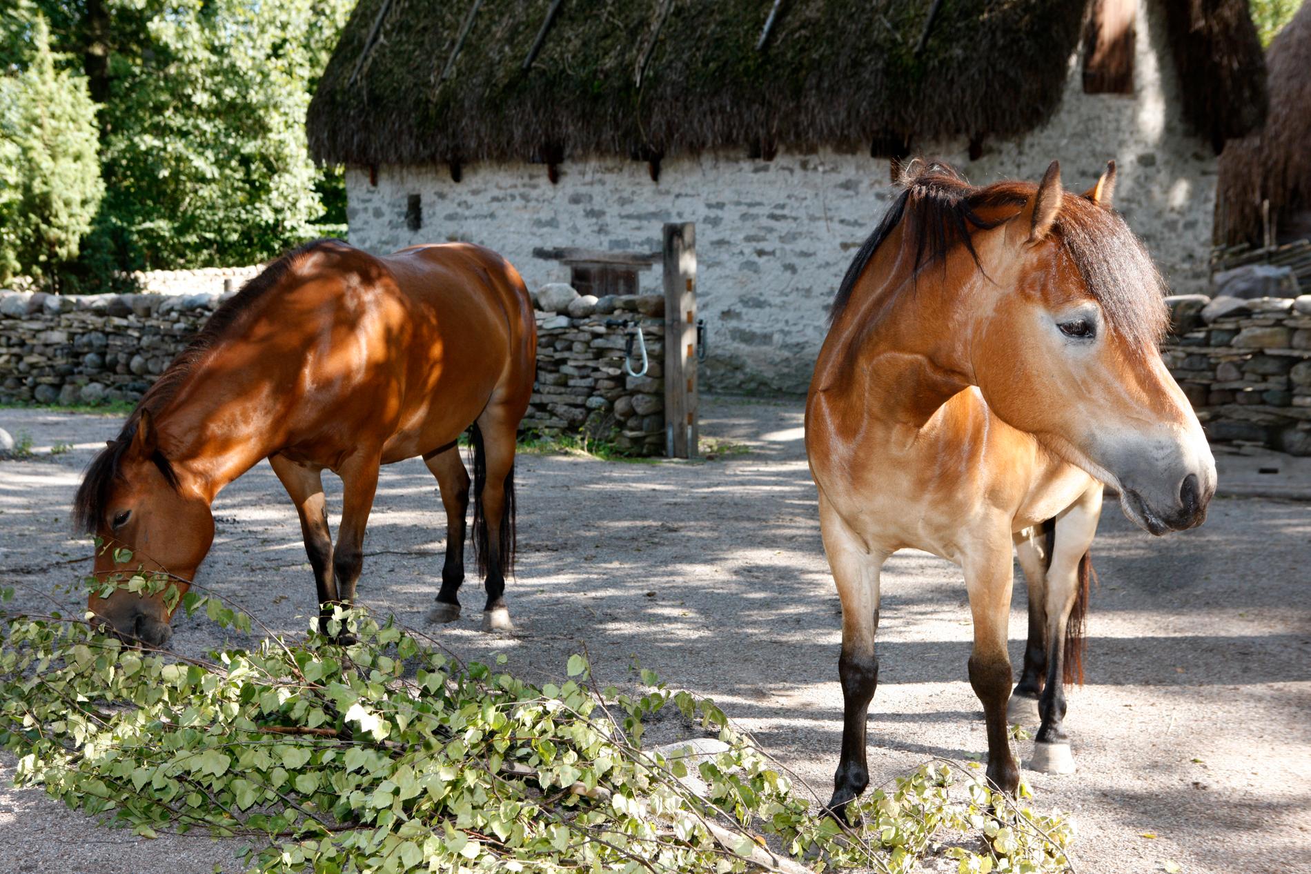 Nu tror experter att många hästar kan tvingas till slakt. Arkivbild.