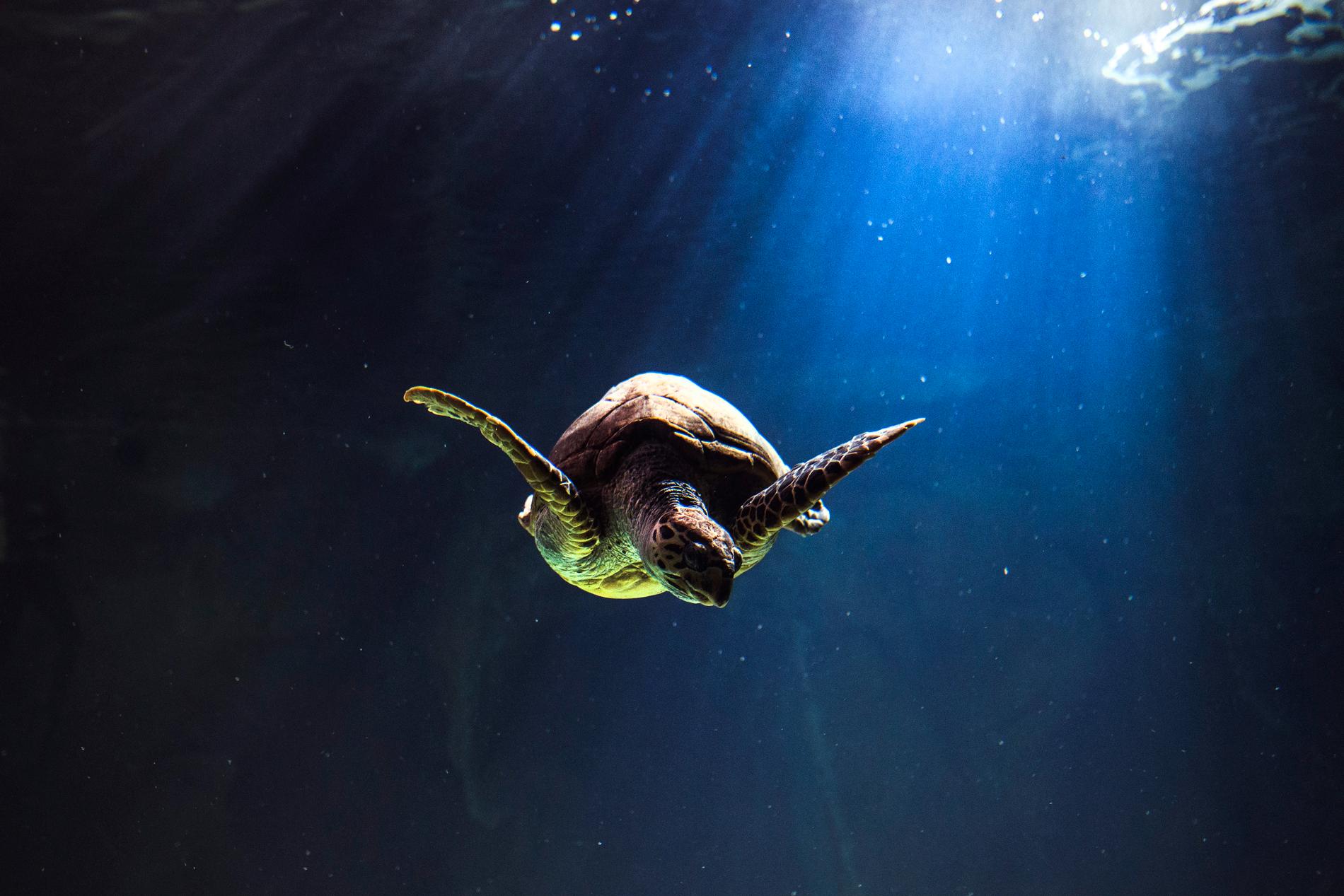 Havsköldpaddor tillbringar största delen av sina liv i havet. 