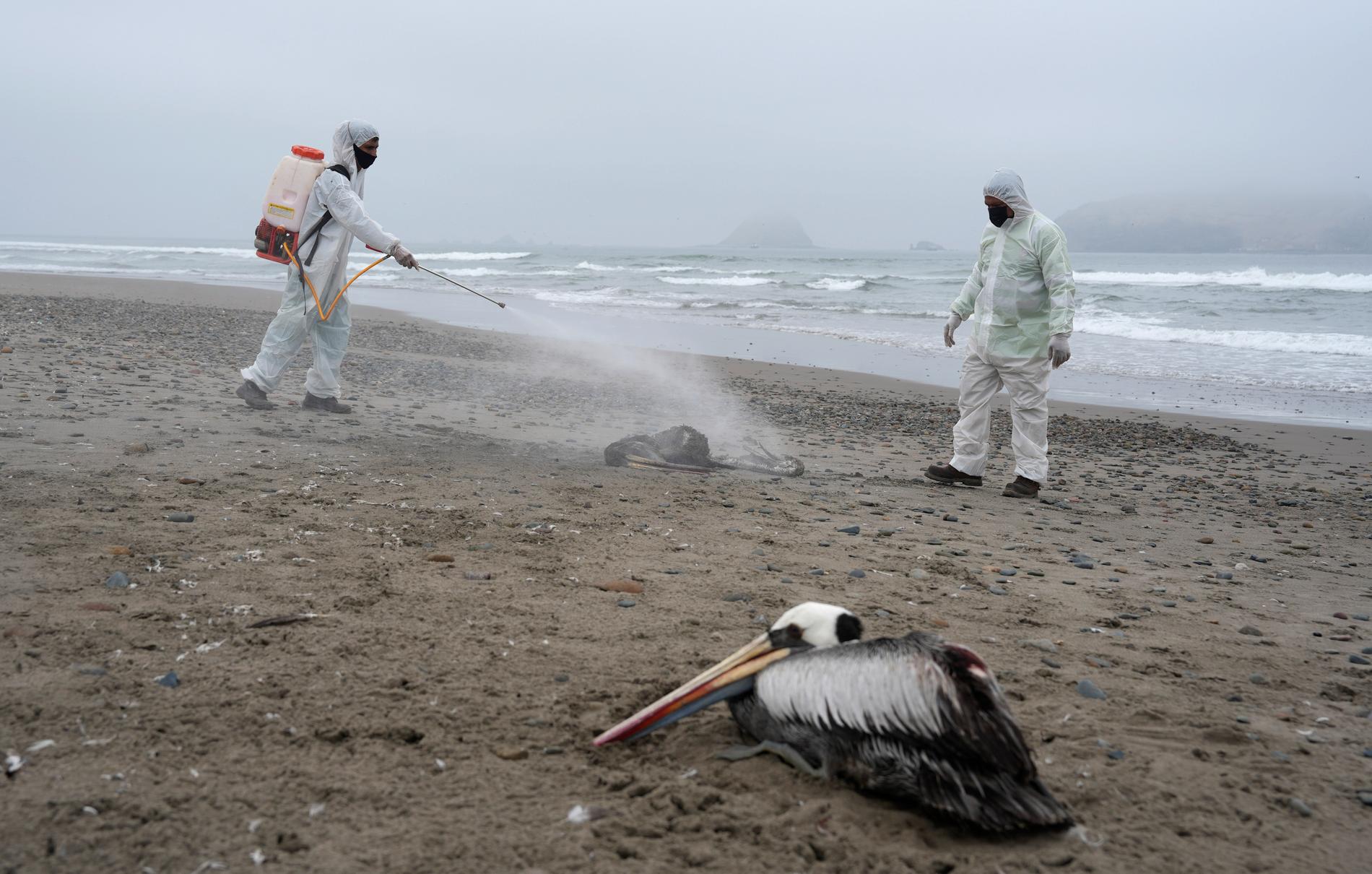 Döda pelikaner desinficeras på en strand i Peru efter ett stort utbrott av fågelinfluensa förra året. Arkivbild