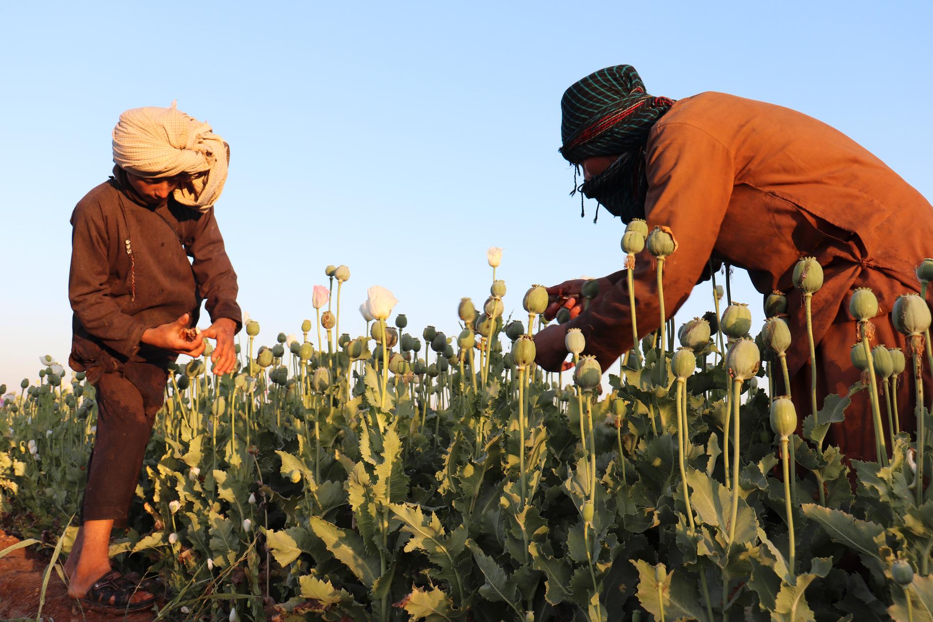 Afghanska bönder som skördar opiumvallmo innan förbudet trädde i kraft i april 2022.