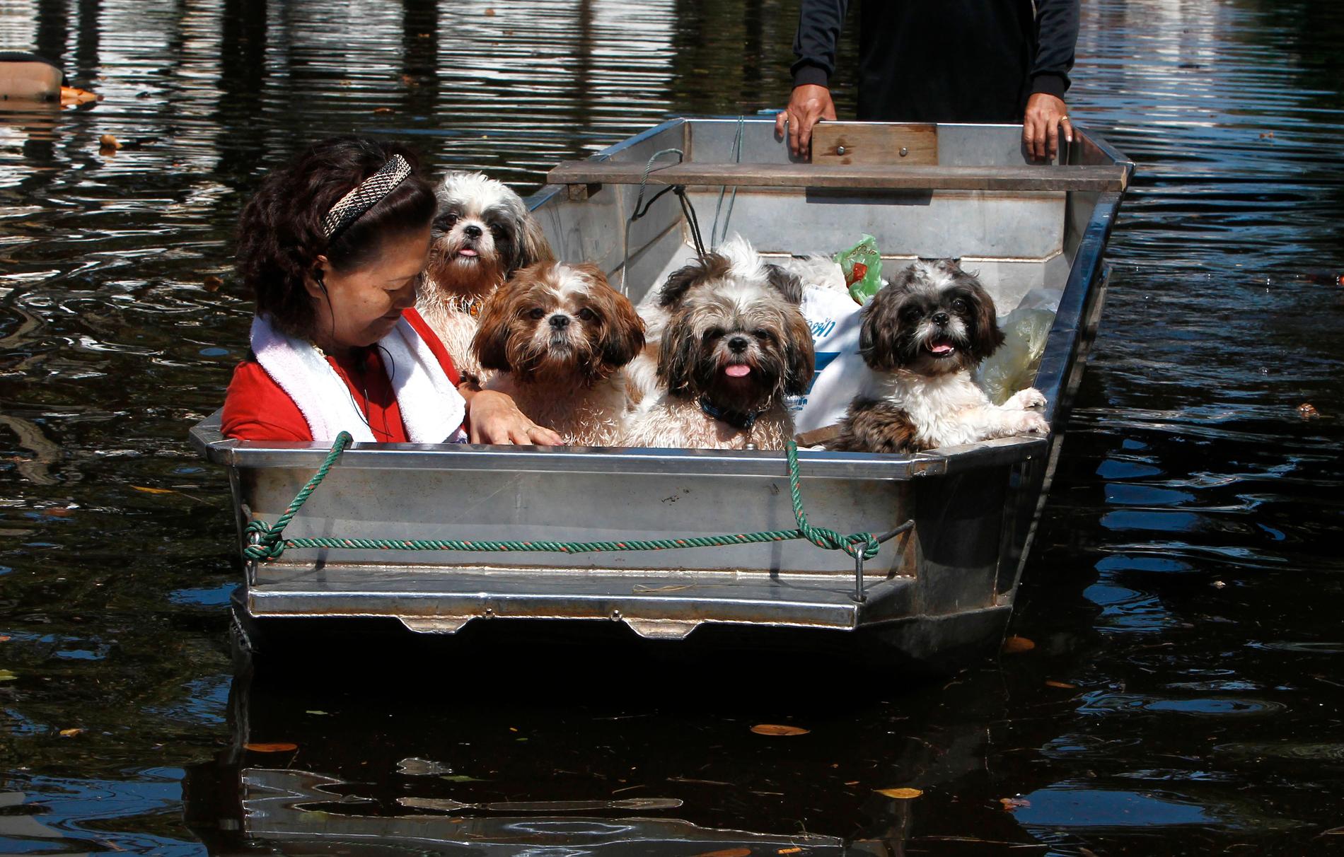 En kvinna evakueras i båt tillsammans med sina hundar.