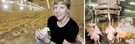 STRÄNGARE HYGIENKRAV På Spennarps gård, bara två mil från Findus anläggning i Helsingborg, föder Malin Stiernstedt-Larsson och henes man upp 630 000 kycklingar om året. Ändå väljer Findus att köpa sina kycklingar från Thailand. Det är dyrare för Malin att föda upp sina kycklingar än för hennes thailändska kollegor. – Vi har högre kostnader för löner, för byggnaderna och strängare hygienkrav för att undvika salmonella och fågelinfluensa, säger Malin.
