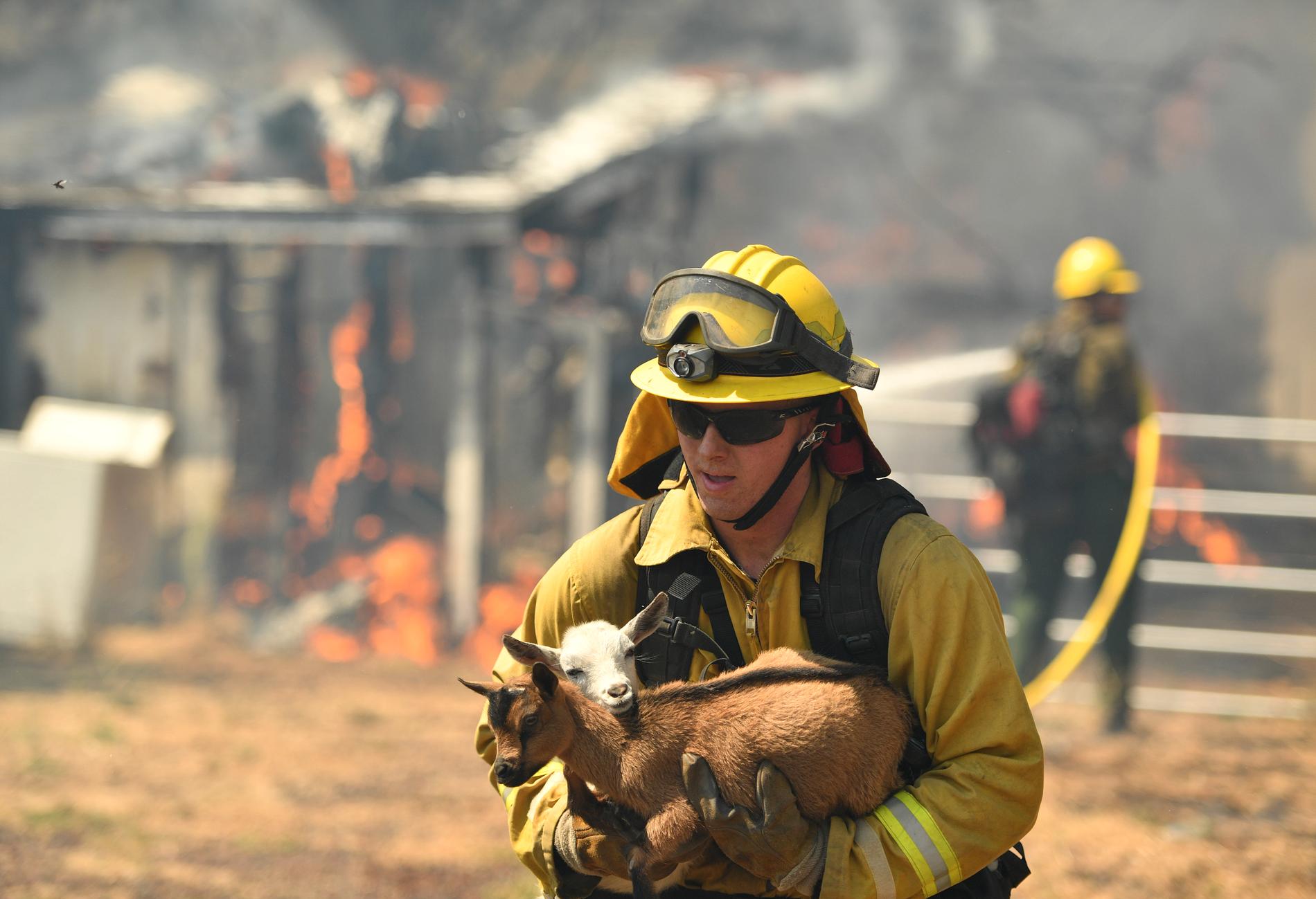 En get räddas av en brandman från ett brinnande hus nära Lower Lake, Kalifornien.