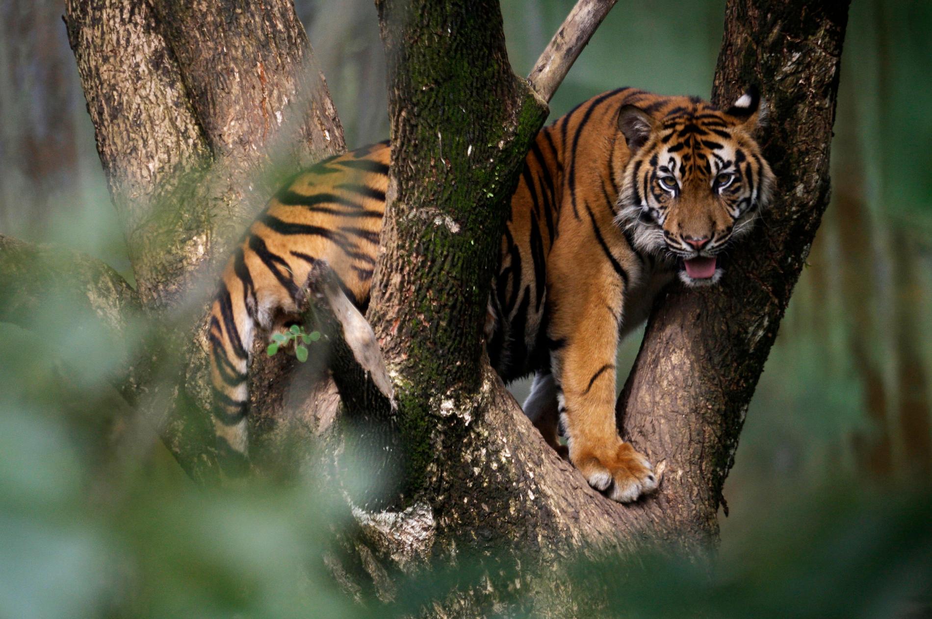 Sumatratigern är utrotningshotad och står nu inför ännu ett stort problem – brist på mat i Indonesiens djurparker. Arkivbild.