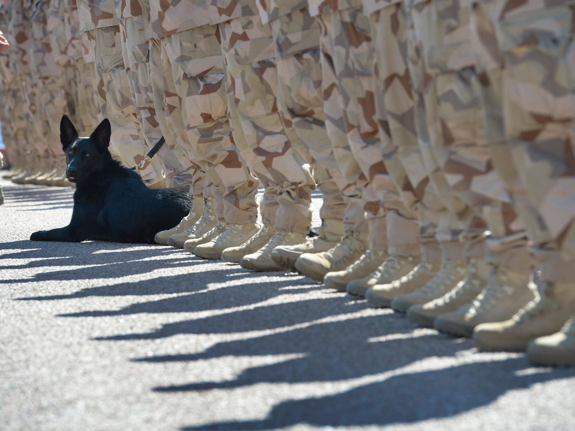 Fler militärhundar ska födas upp och utbildas