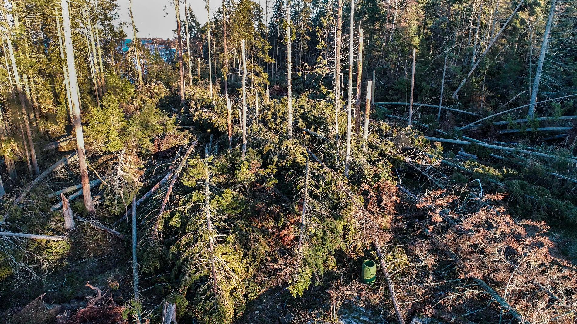 Det stormfällda virket måste ut ur skogen senast på måndag, annars hotar böter för skogsägaren. Arkivbild.