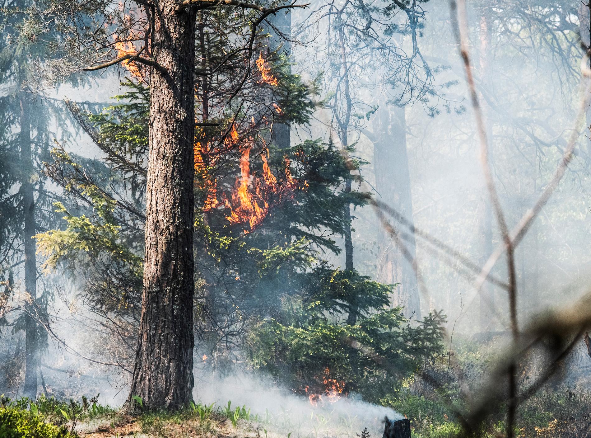 Risken för skogsbrand är hög i delar av Norrbottens län. Arkivbild.