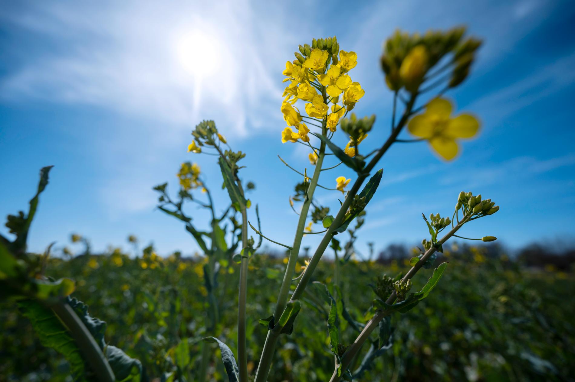 Rapsen har börjat blomma på ett fält utanför Malmö. Bilden togs den 14 april i år.