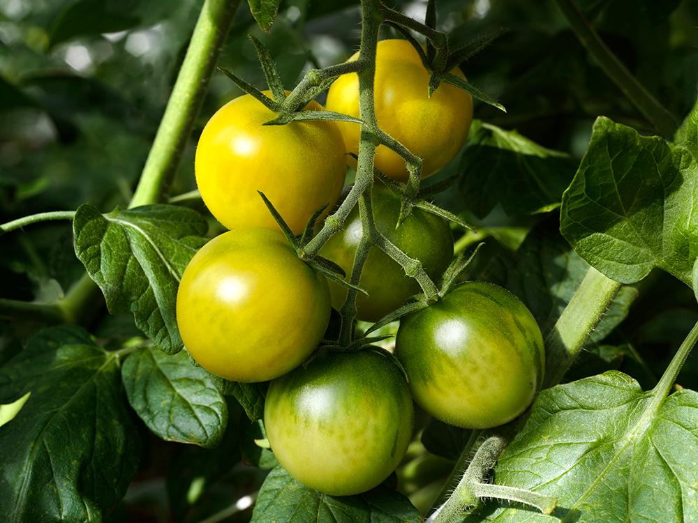 Gröna tomater