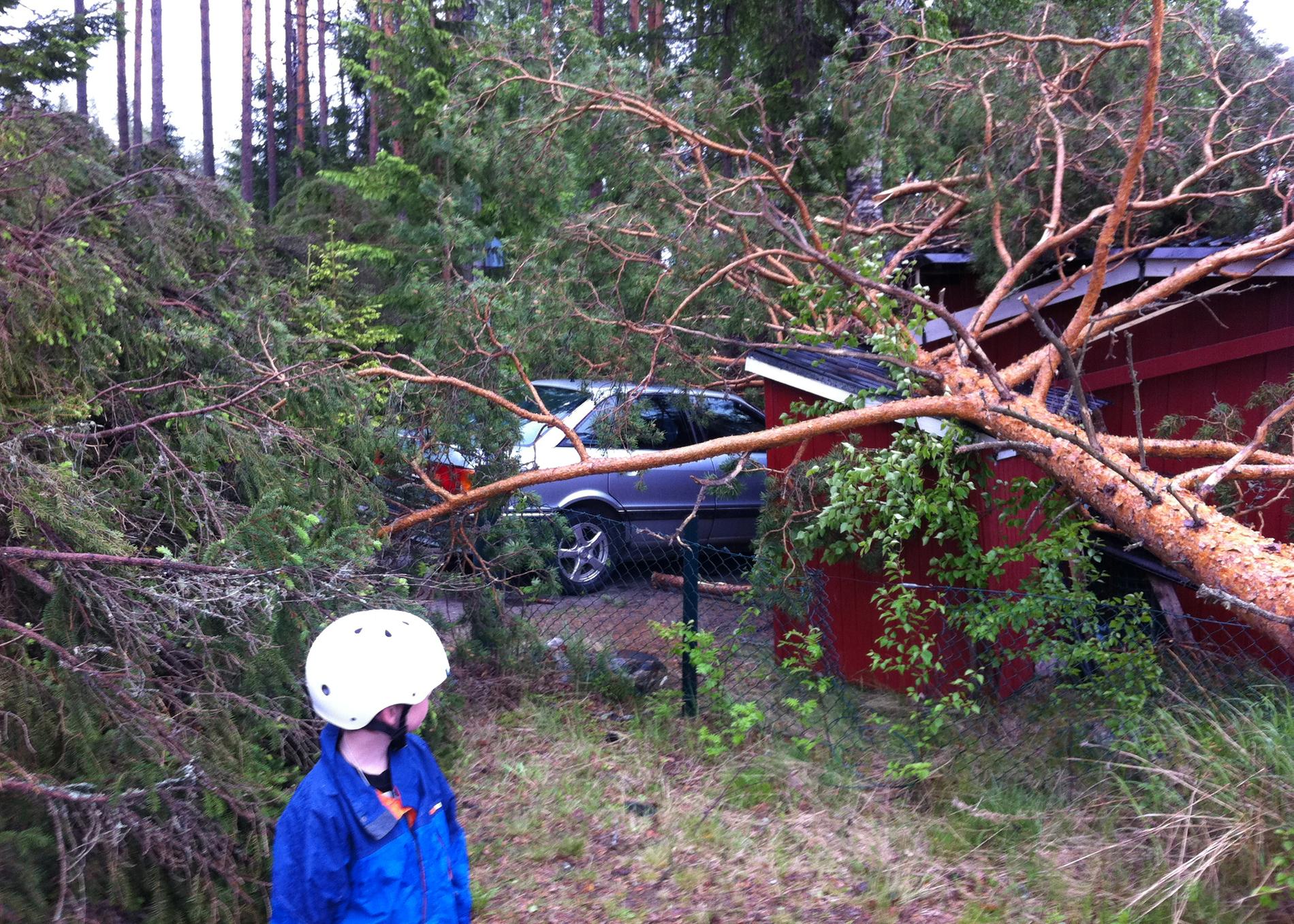 Nedfallna träd i Boviken, norr om Skellefteå, sedan en tromb passerat. Åska och tromber drabbade Västerbotten med kallfronten som passerade på lördagen. Mer än 6 000 abonnenter blev strömlösa när träd föll över elledningar och vägar.