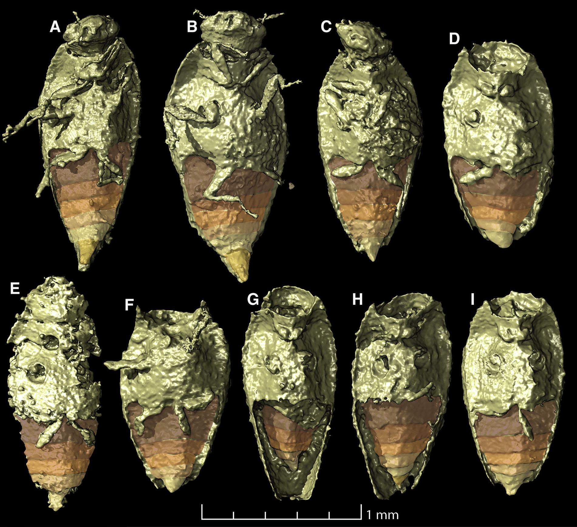 Åtta välbevarade skalbaggar som fanns inuti koproliten som studerades, här i 3D-rendering. Med mikrotomografi har fossilen röntgats så att materialet inuti kunnat särskiljas.