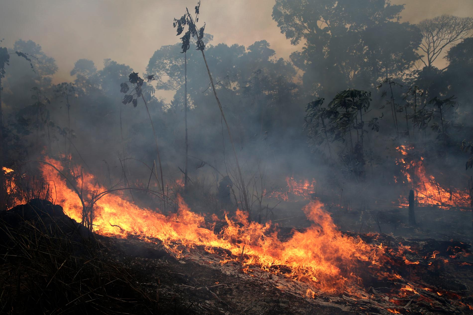 2019 rasade omfattande skogsbränder i Amazonas.