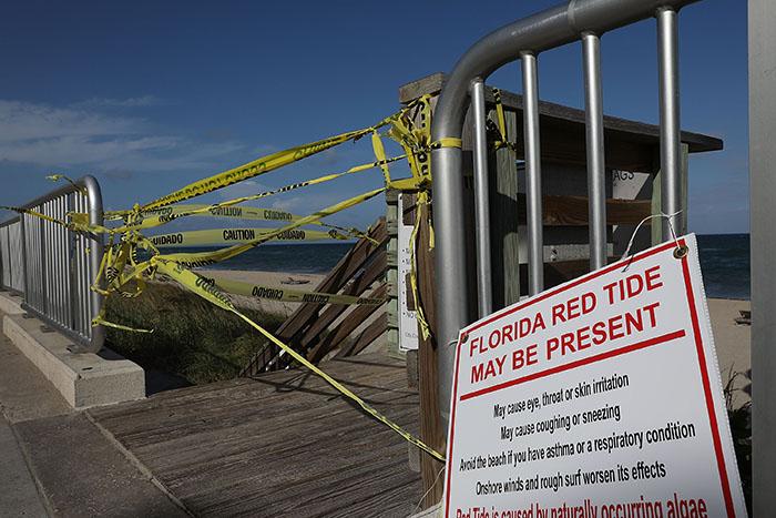 Algblomning i Florida har tvingat flera stränder att stänga.