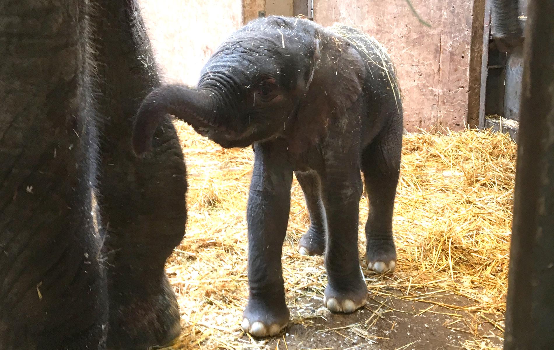 Långfredagens morgon födde elefantkon Panzi sin första kalv här på Borås Djurpark. Men kalven har misslyckats med att dia mamman, och nu kämpar personalen för att få det att fungera. 