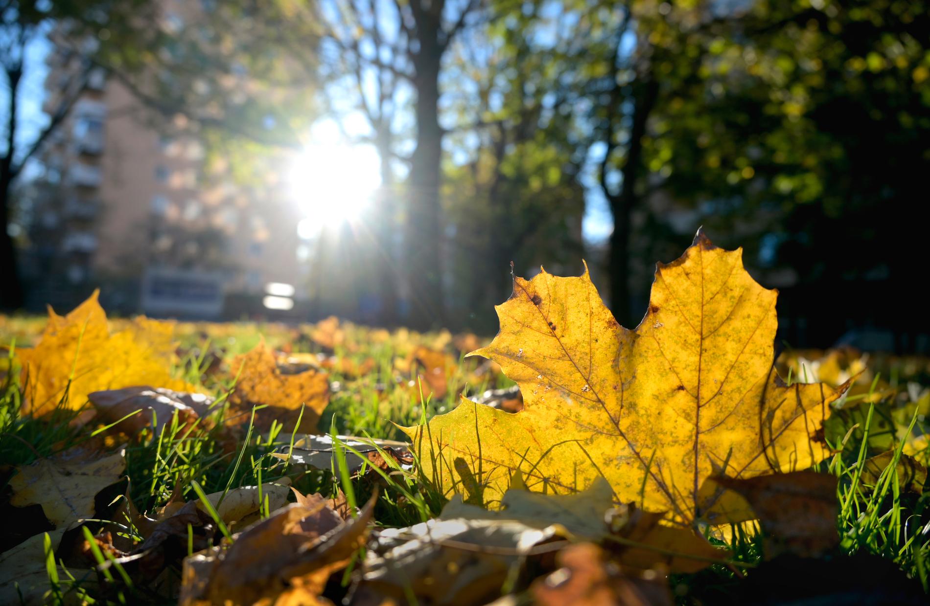 När den meteorologiska hösten kan tänkas komma till södra Sverige är oklart enligt SMHI:s meteorolog.