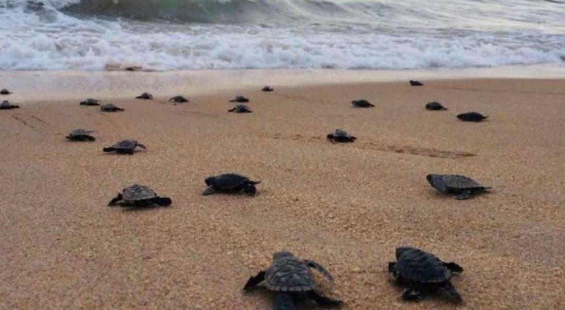 Nykläckta karettsköldpaddor på stranden i Paulista i Brasilien.