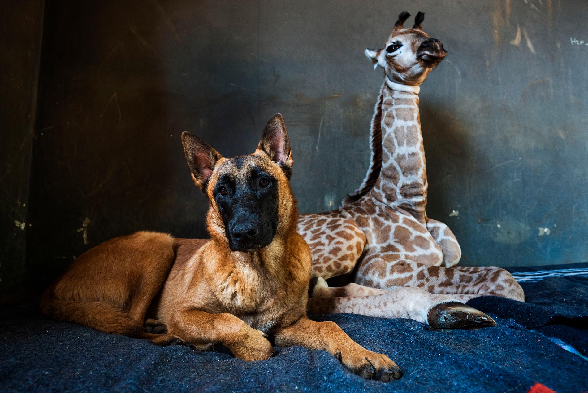 Hunden Hunter blev snabbt vän med giraffen Jazz.