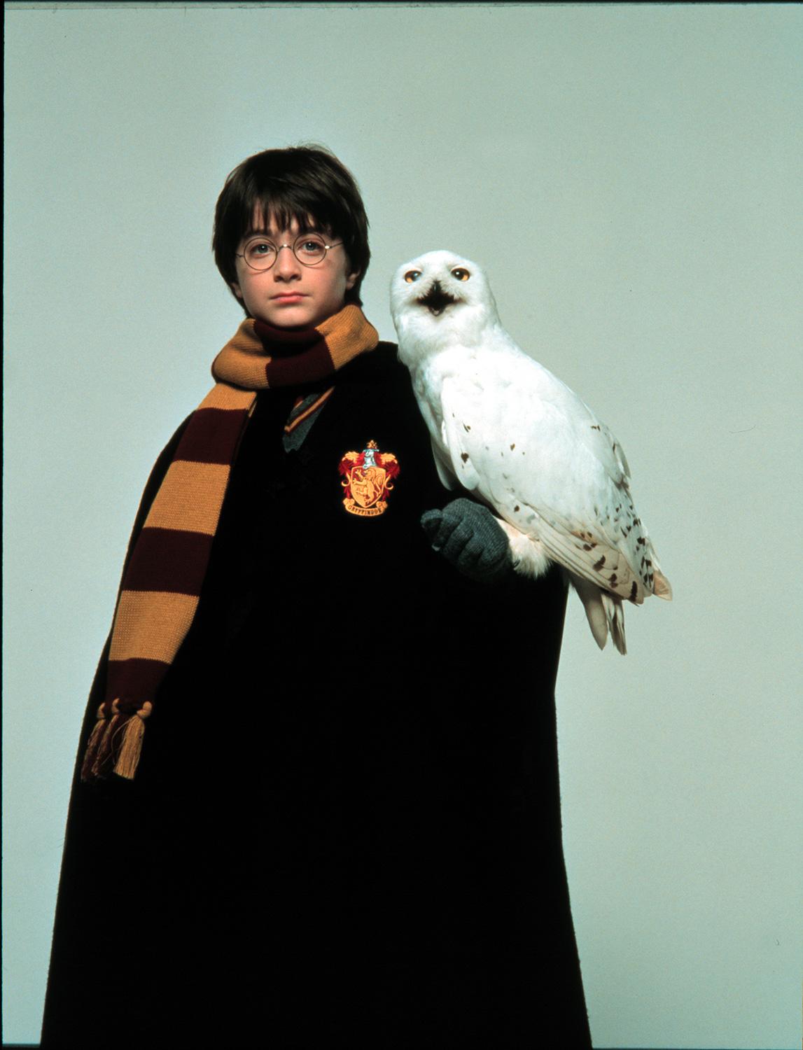 Glömd: Ugglan Hedwig, namne med Harry Potters dito (bilden).