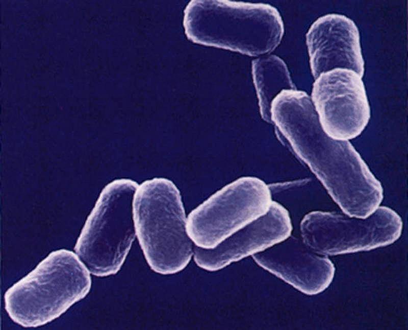ESBL-bakterier.