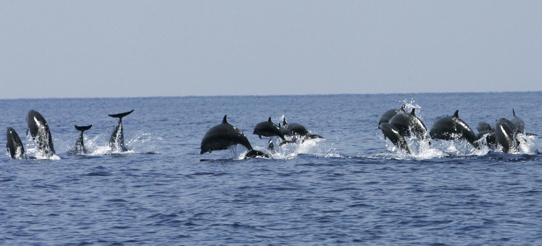 Ett stim delfiner utanför Sulawesi i Indonesien. Delfinerna hör till de viktigaste rovdjuren i oceanerna och bidrar starkt till "rädslans ekologi". Arkivbild.