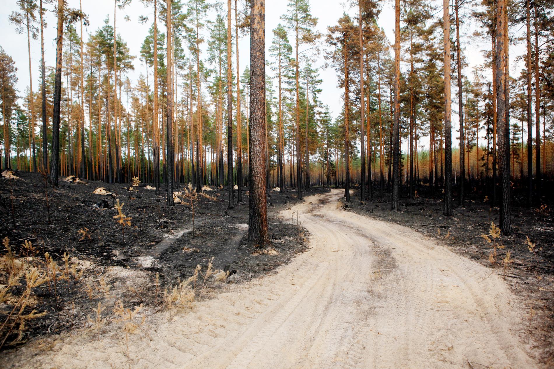 Det råder extremt hög brandrisk i södra och mellersta Sverige. Arkivbild.