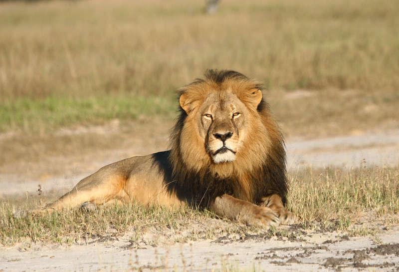 Kändislejonet Cecils död uppröde en hel värld. Men även den vanliga turismen till Afrika är ett hot mot de stora kattdjuren, skriver debattören.