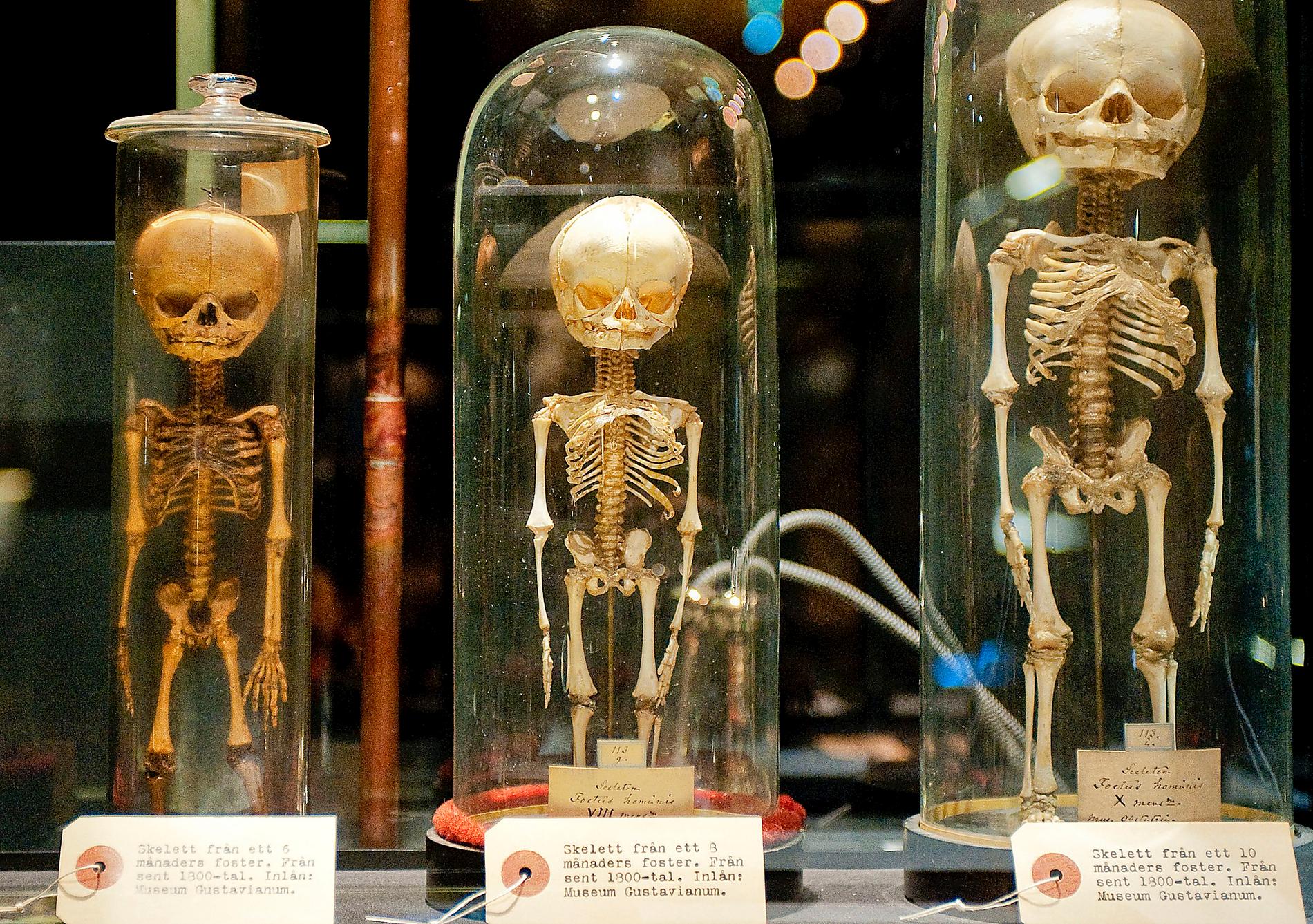 Skelett på etnografiska museet i Stockholm.