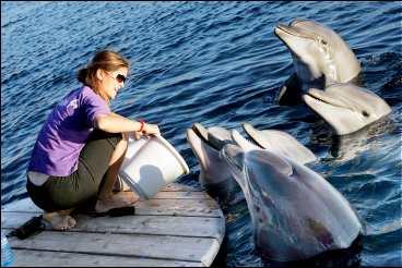 Flasknosdelfinerna lever vilt i havet men kommer varje dag in till Dolphin Reef för att få fisk av tränare. För 500 kronor får man chansen att dyka med delfinerna.