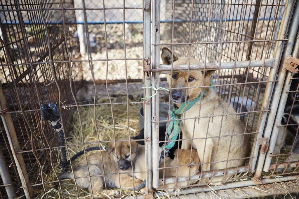 Ny dom i Sydkorea slår fast att det är olagligt att döda hundar för köttet. 