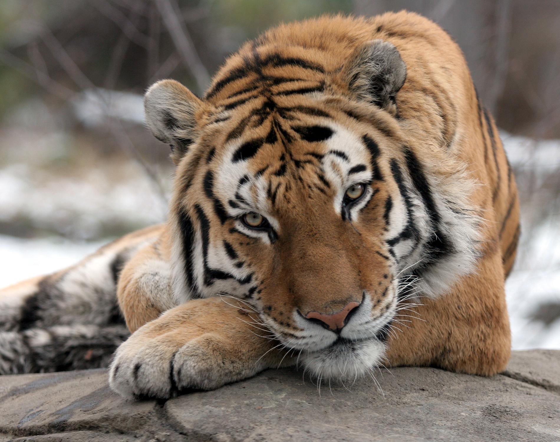 Minst en tiger har smittats av coronaviruset på Bronx Zoo.
