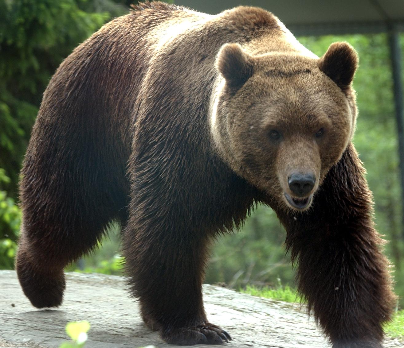 Jägarna vill att tilldelningen ökar i årets björnjakt. Arkivbild.