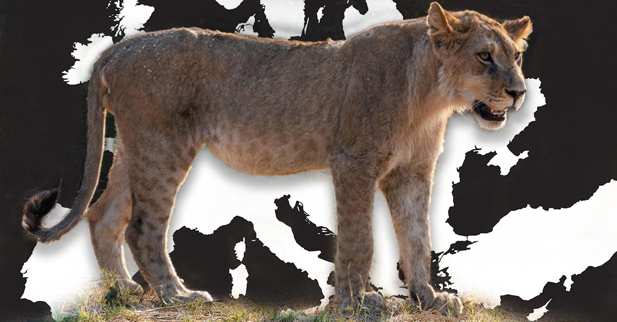 Europas första lejon var jättar från Afrika