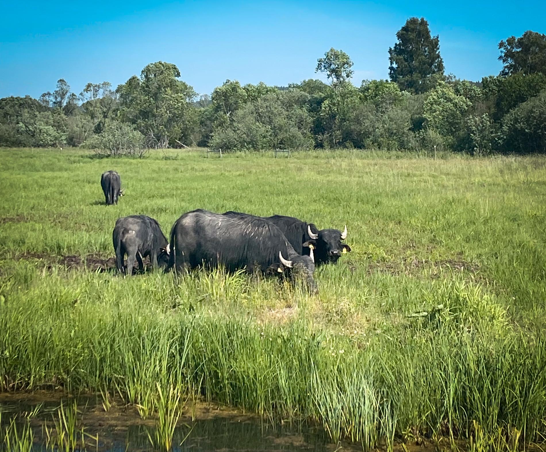 Vattenbufflar hjälper till att återställa våtmarker i Hedemora, Dalarna.