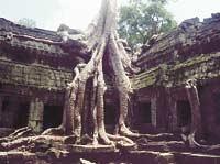 Kapokträdens rötter kröker sig runt Angkortemplet Ta Prohm.