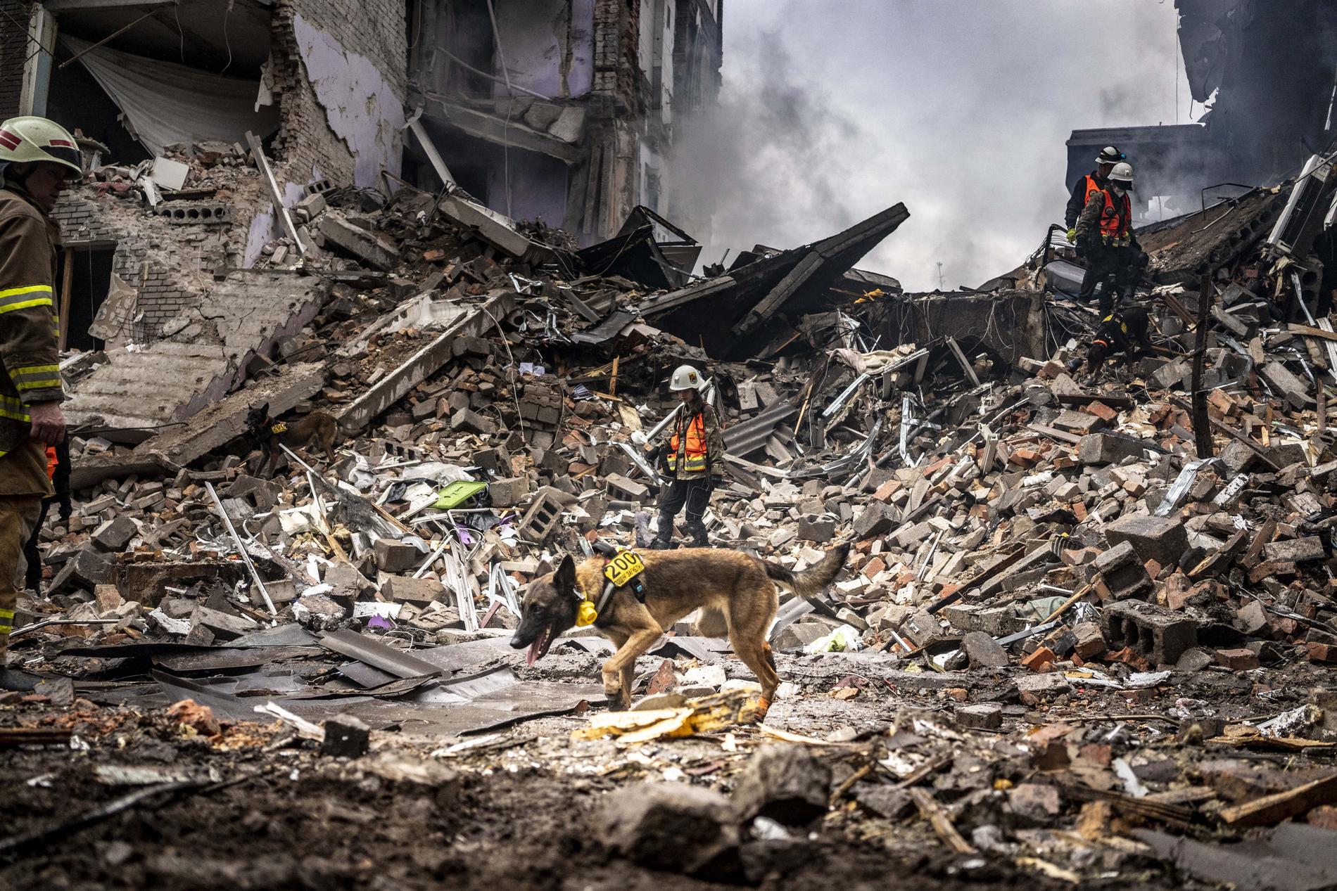 En sökhund hjälper till i arbetet med att hitta överlevande efter att en byggnad rasat efter en raketattack i staden Zaporizjzja i sydöstra Ukraina. 