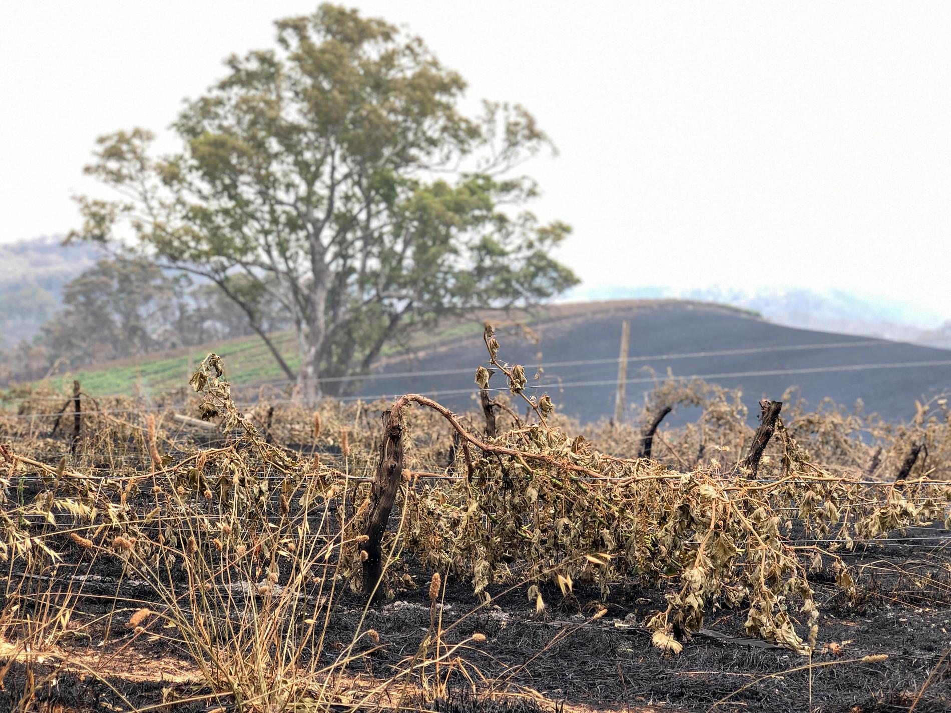 Delar av Adelaide Hills i South Australia, som så här års brukar vara prunkande grönt, skiftar i brunsvart efter de katastrofala bränderna.