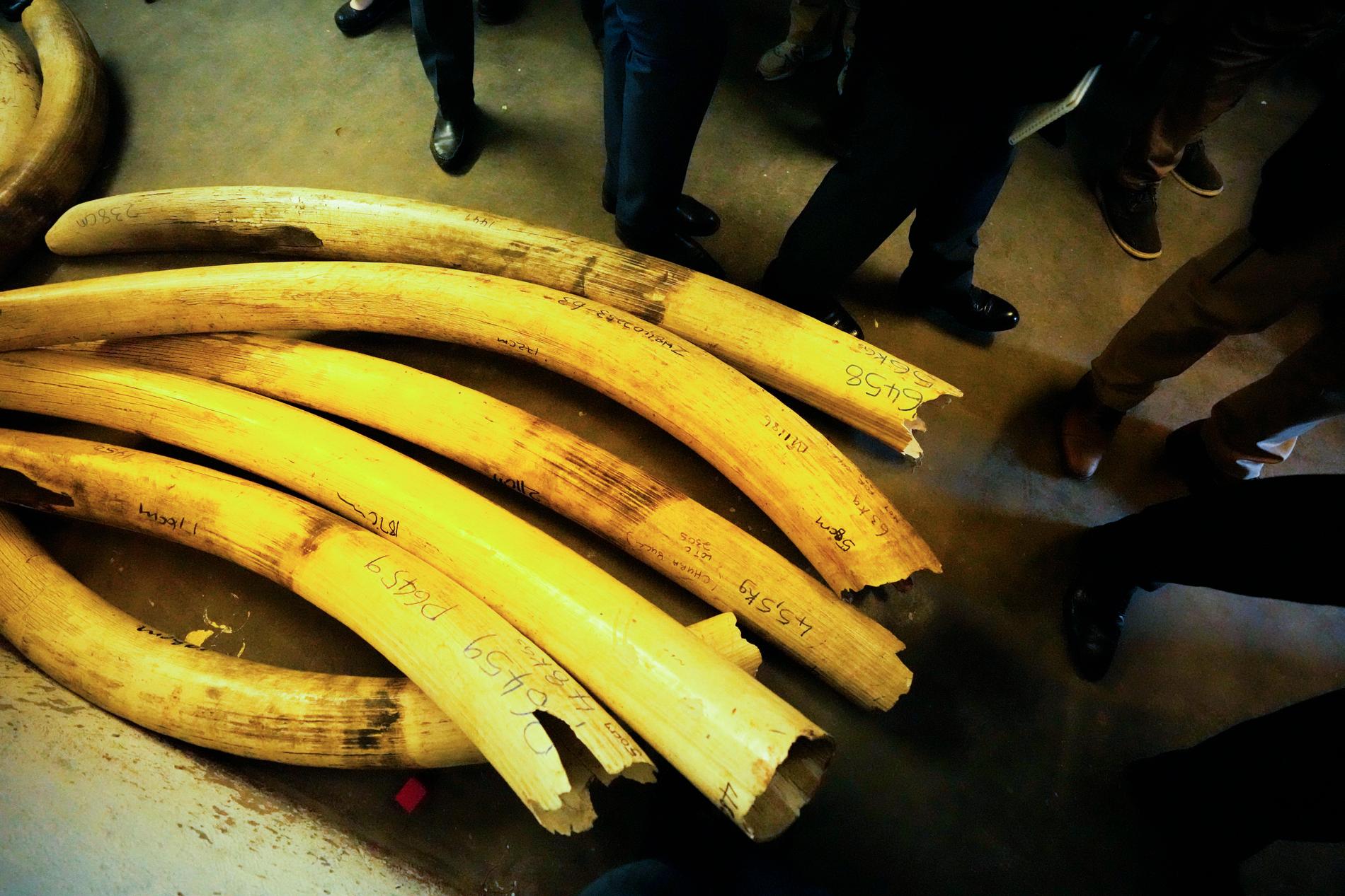 Ett stort parti elfenben som skulle smugglas ut ur Kongo-Kinshasa upptäcktes av polisen. Arkivbild.