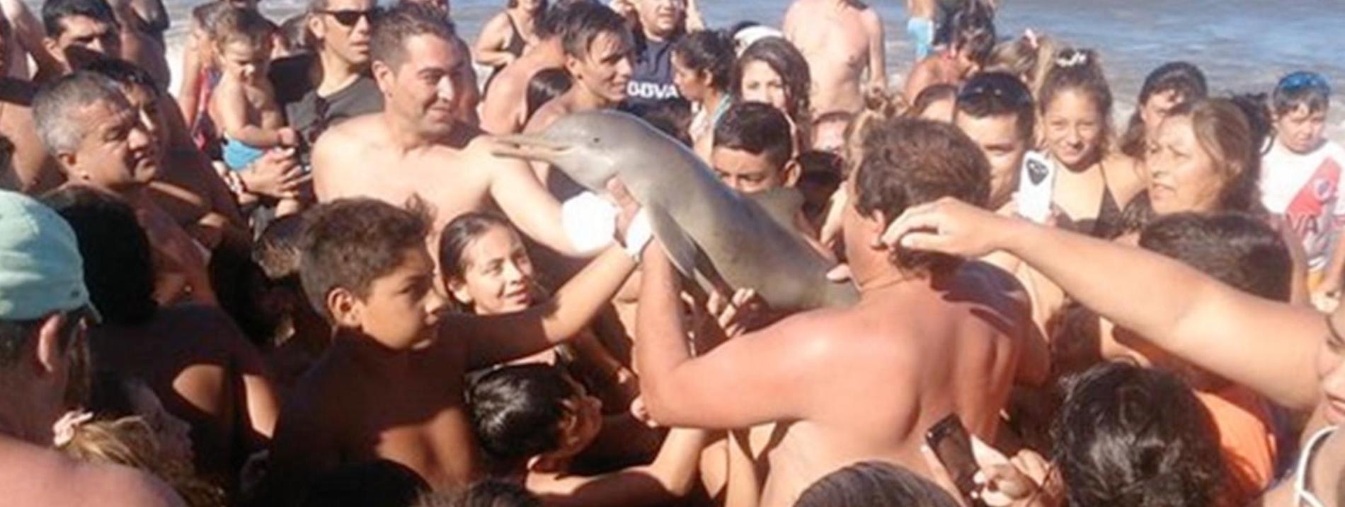 Turisterna på stranden i Santa Teresita skickar runt den lilla delfinen.