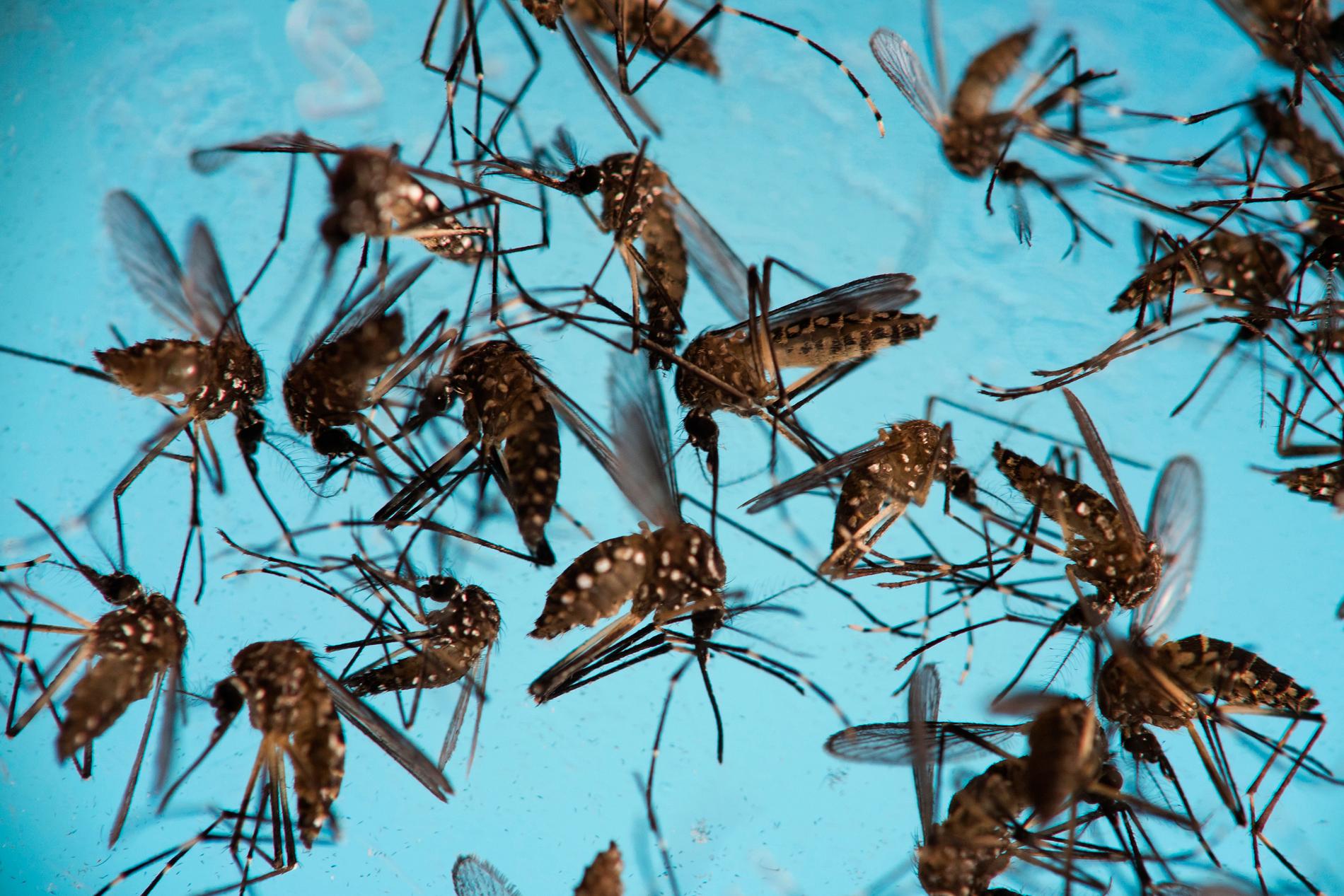 Det ändrade klimatet kan med tiden få myggor av arten Aedes aegypti att etablera sig i Europa. Myggorna sprider sjukdomar som gula febern och dengue-feber. Arkivbild.