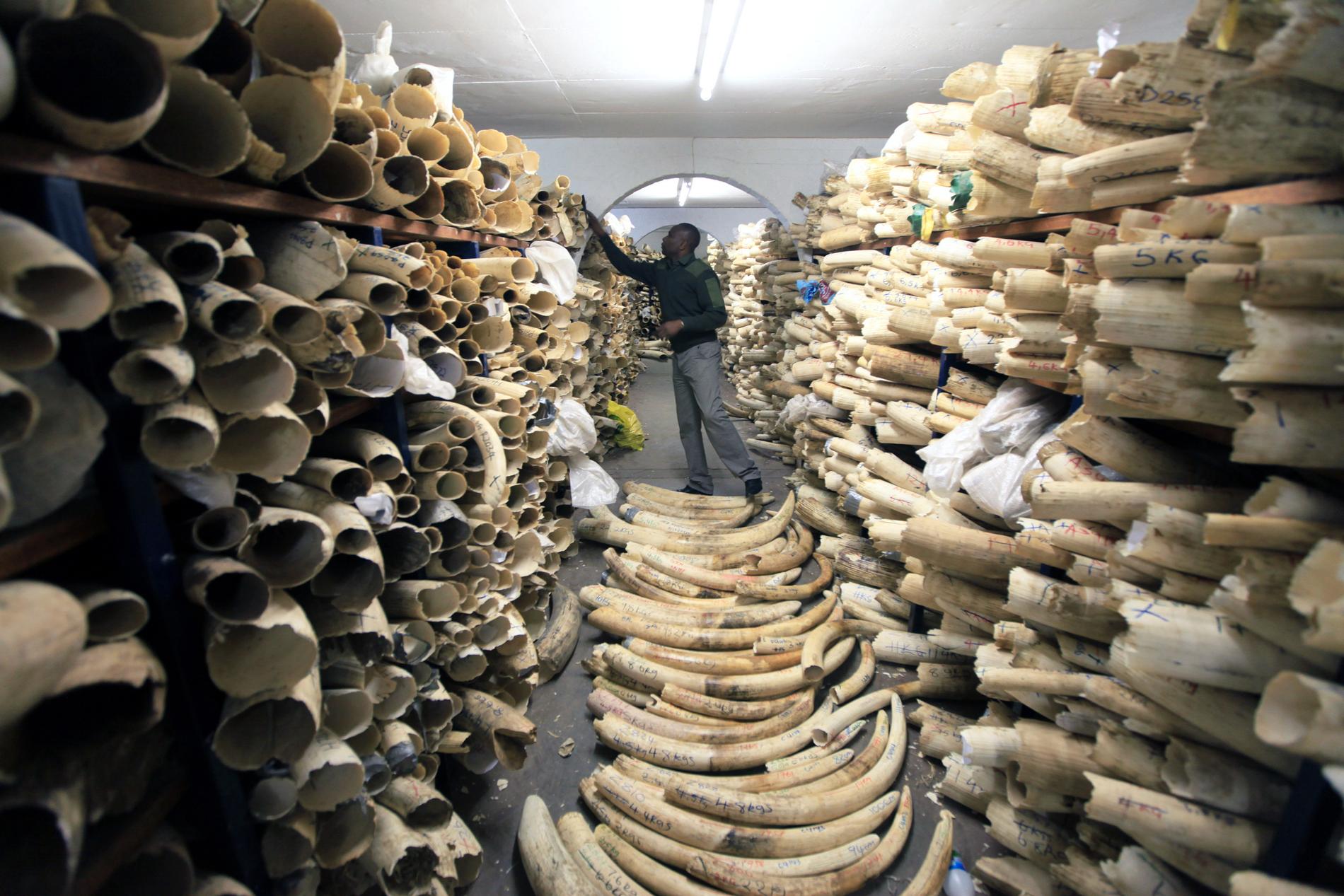 Svenska turister fortsätter att handla med illegala varor som exempelvis elfenben, visar en ny kartläggning av Kantar Sifo gjord på uppdrag av Världsnaturfonden (WWF). Arkivbild.