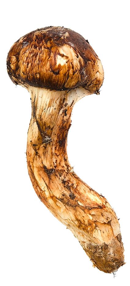 MMM… matsutake Matsutake eller goliatmusseron är en av världens dyraste svampar och anses vara lika god som tryffelsvamp.