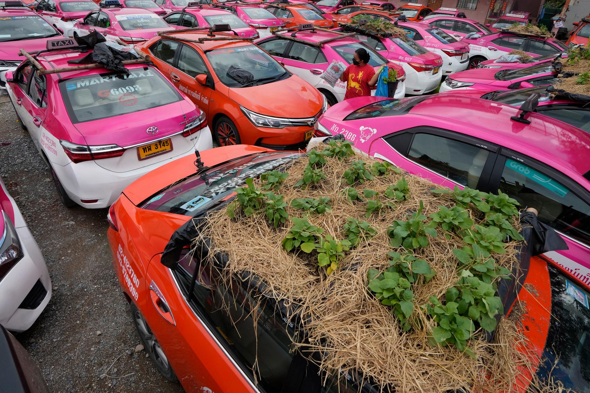 Oanvända taxibilar på en parkering i Bangkok har fått trädgårdar på taket.