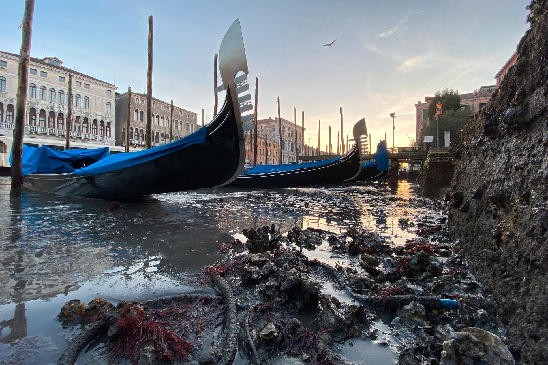 Strandade gondoler den 9 januari efter att Venedig upplevt ovanligt lågt tidvatten.