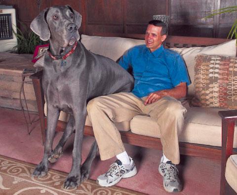störst i världen? George, en 4-årig Grand Danois, mäter 220 centi-meter från nos till svans och väger 110 kilo. Nu väntar David Nasser från Tuscon i USA på om hunden ska godkännas som den största i världen.