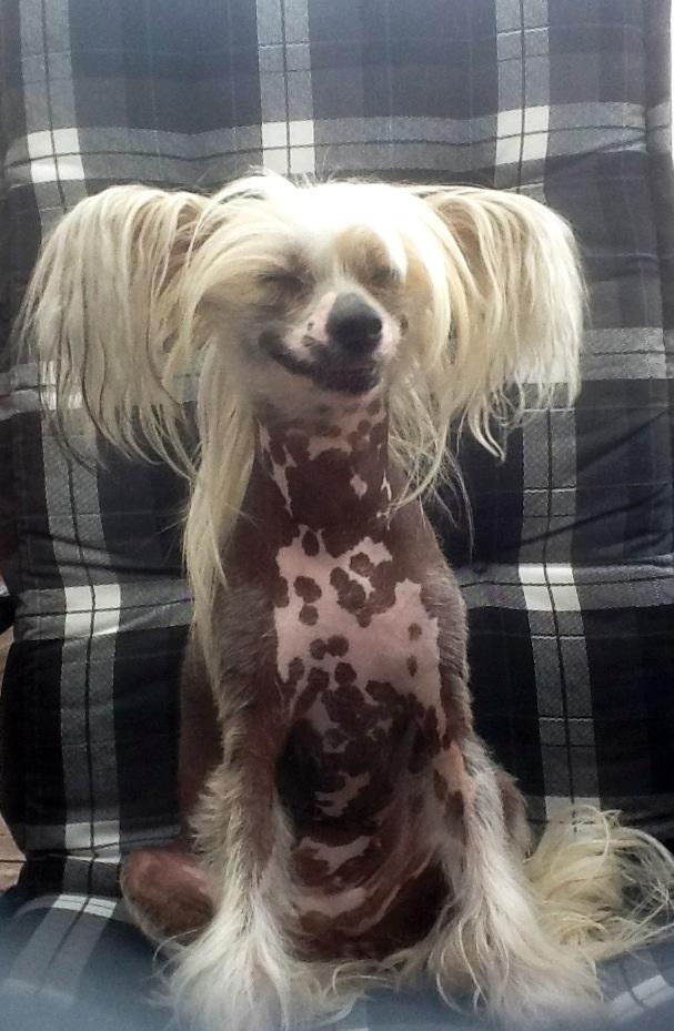 Kinesiska nakenhunden Doris avfyrar sitt bästa leende.