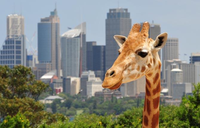 Va, finns det giraffer i Sydney? Ja, i alla fall på Taronga zoo, en av flera djurparker i stan.