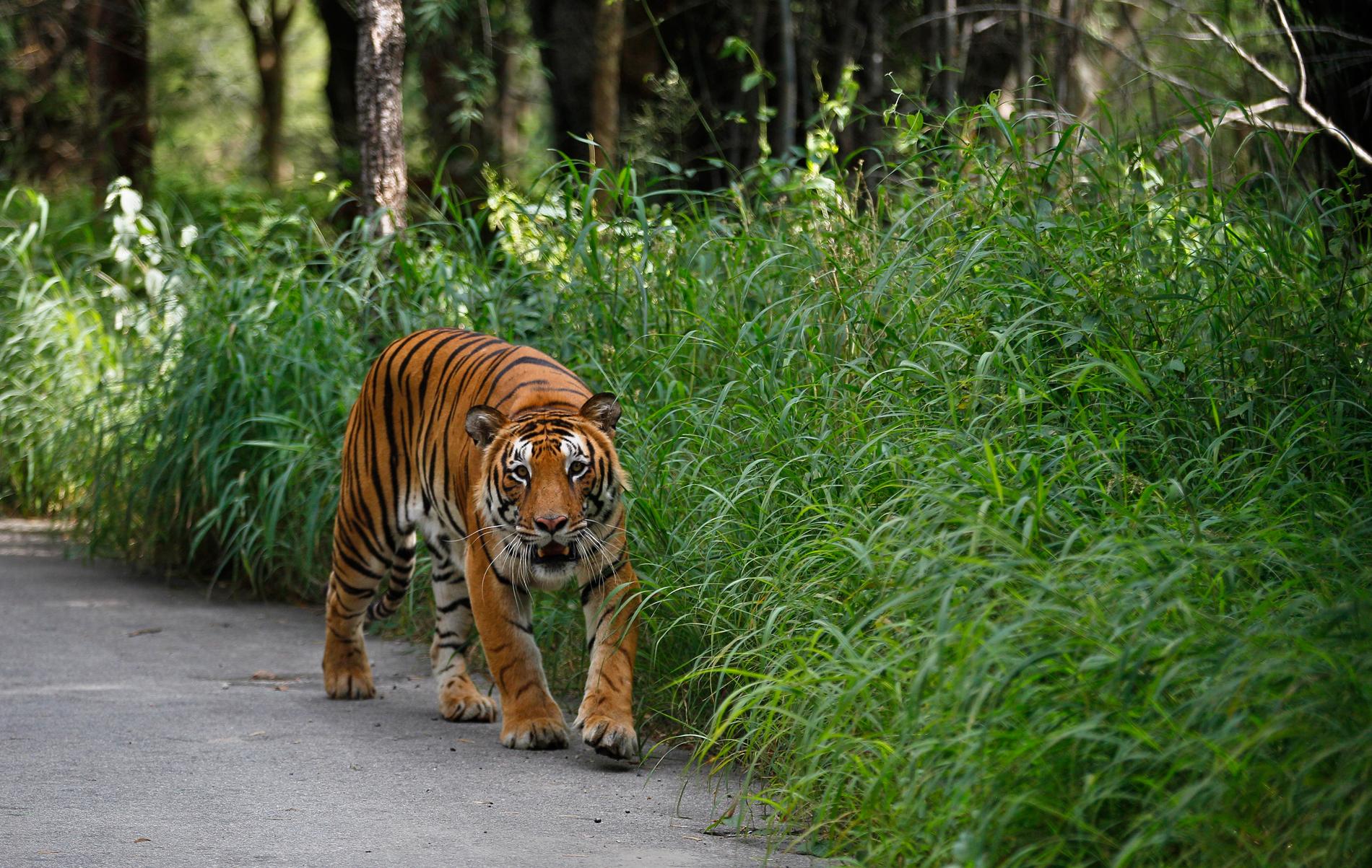 En bengalisk tiger i nationalparken Bannerghatta söder om indiska Bangalore. Tigern på bilden har inget med texten att göra. Arkivbild.