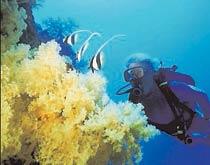 Koraller dör Korallreven överlever inte i den nya sura miljön.