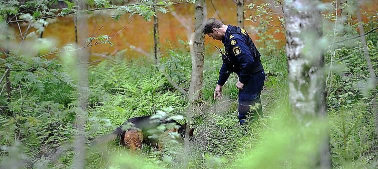 Polisen söker igenom platsen där Albin Einarsen hittades död.