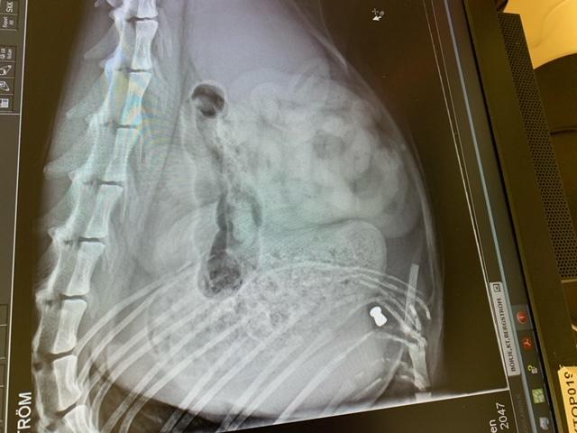 Röntgenbilderna på Börje visar kulan.